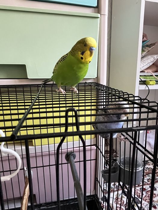 Продается һ волнистые попугаи