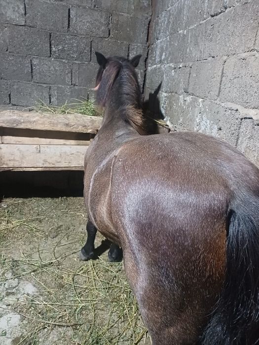 Vând/schimb poneița foarte cuminte.