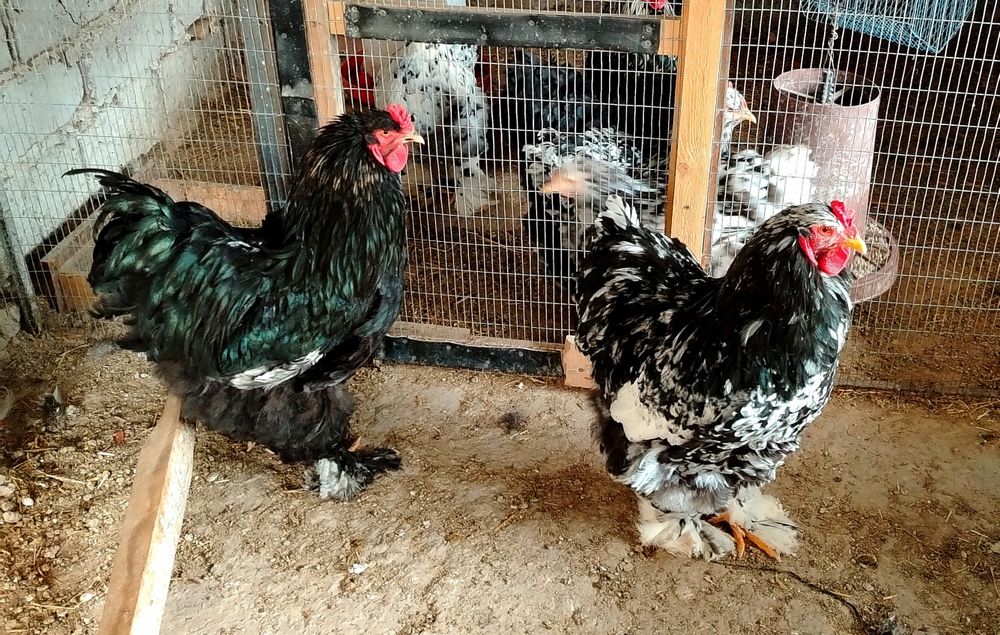 Брама хурозлари 350минг