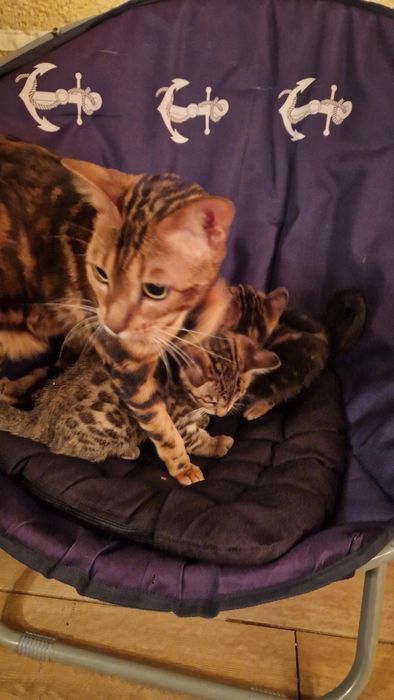 Бенгальские котята