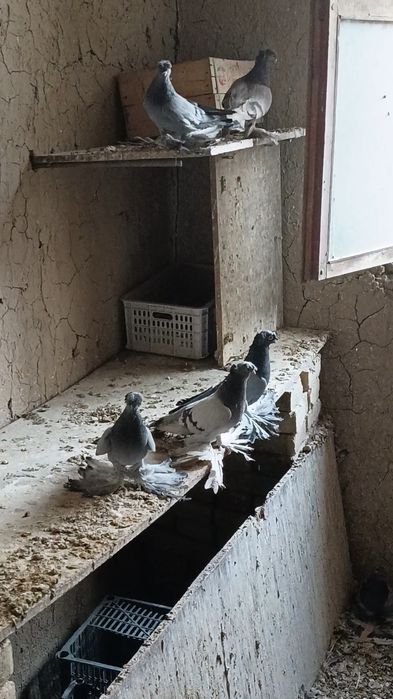 Продам  ронтовых