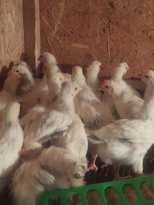 Адлер цыплята балапан