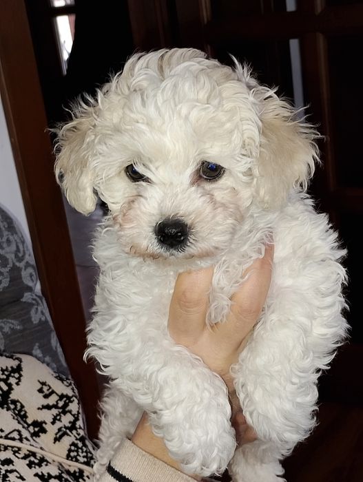 Bichon frise 3 luni pedigree