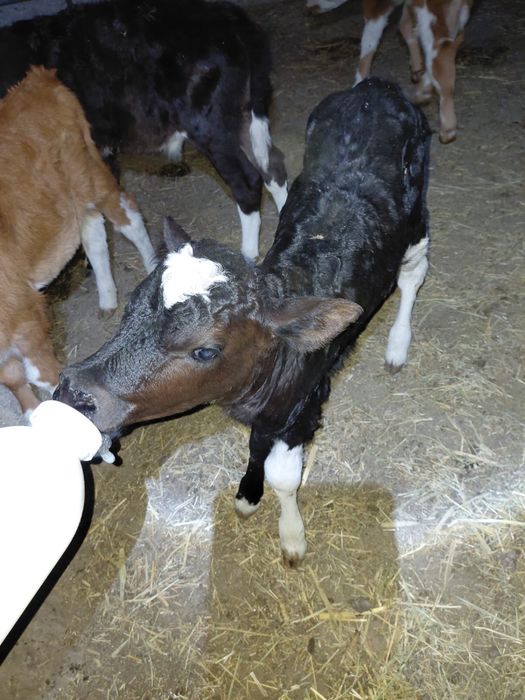 Бұзаулар бар пародный сиырлардан шыққан