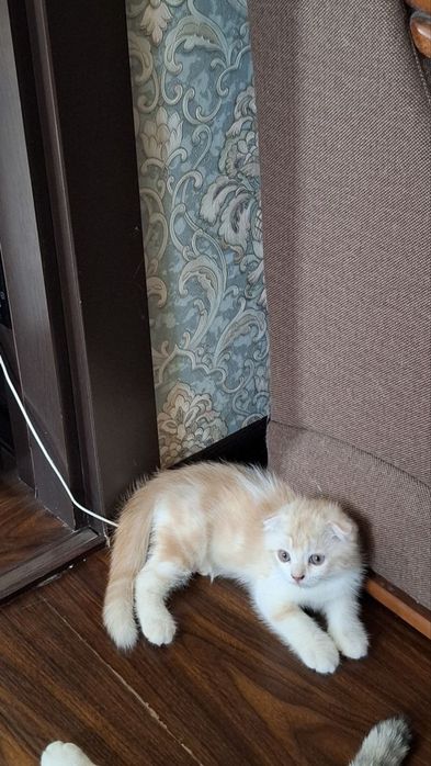 котята породистый