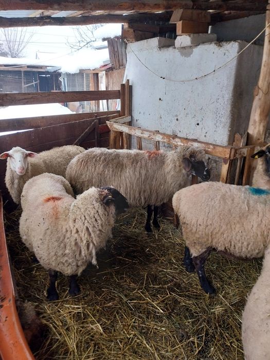 Vand 11oi sulf 3 cu miei