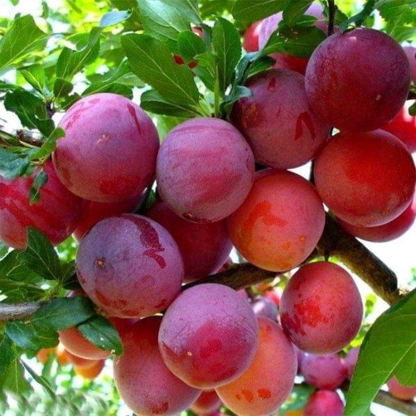 Саженцы Продаются Кошеттер оптом и в розницу