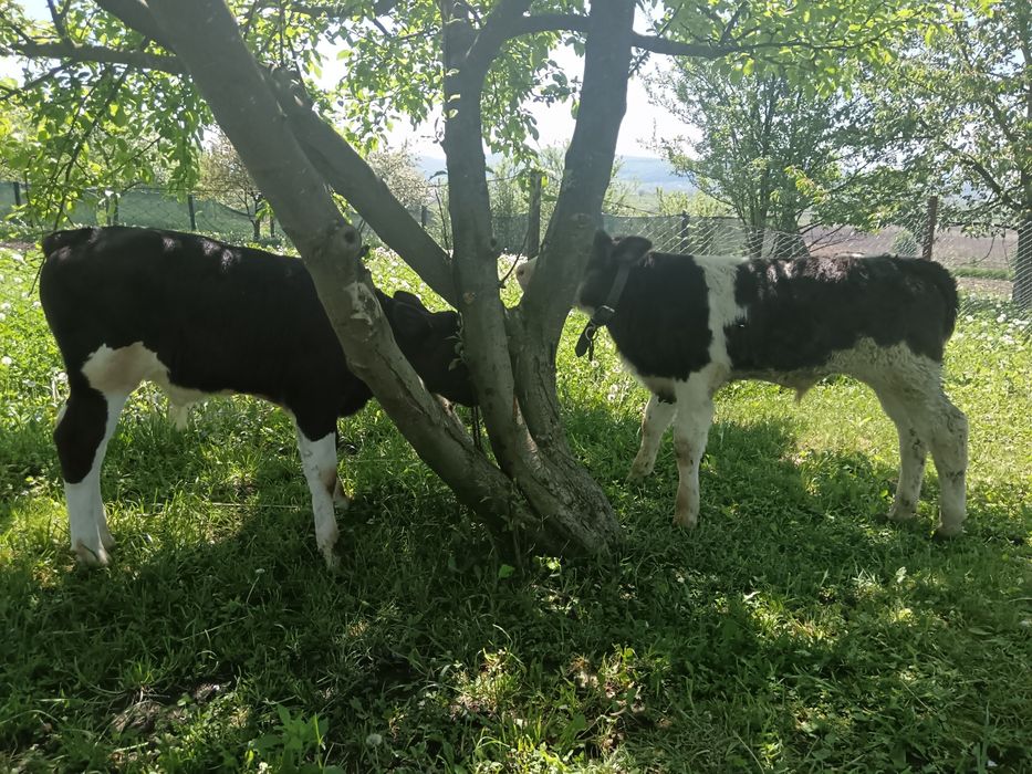3 Taurasi !!!!i 4  vițele bălțate de pus la vaca