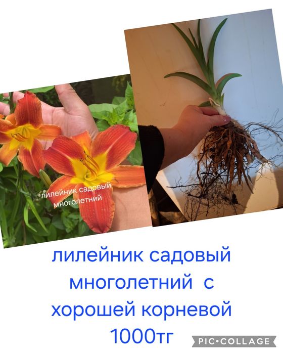 Многолетние цветы  для сада