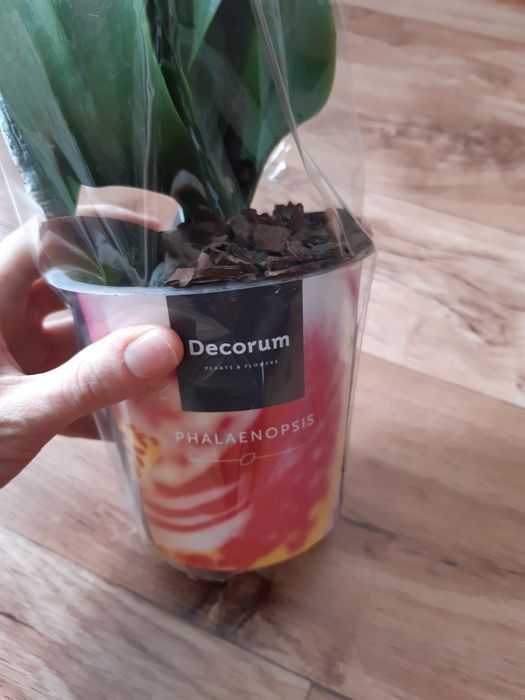 Орхидеи   продам