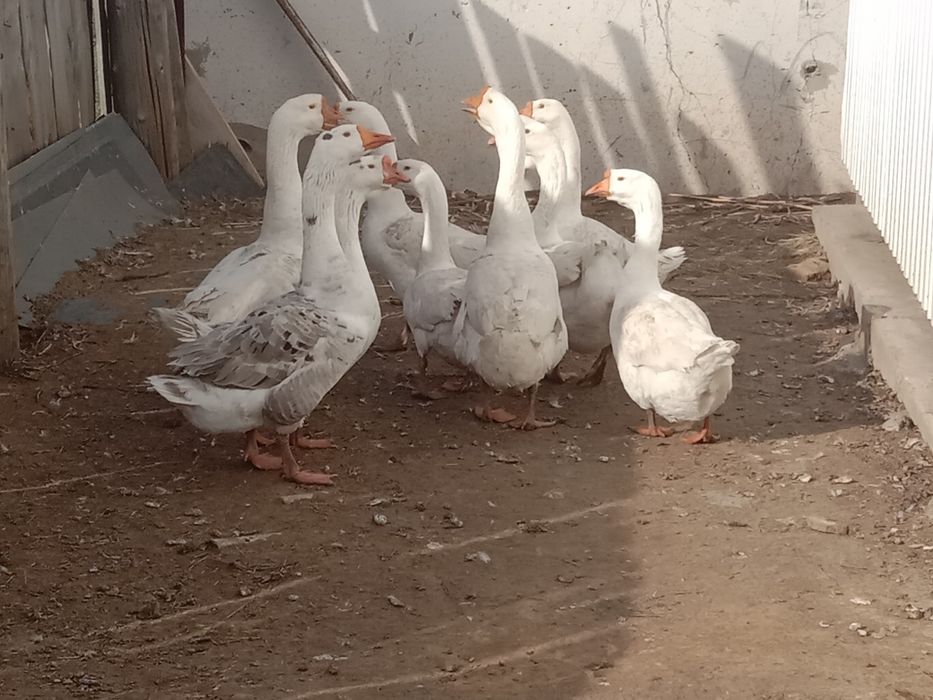 Продам гусей порода линда.