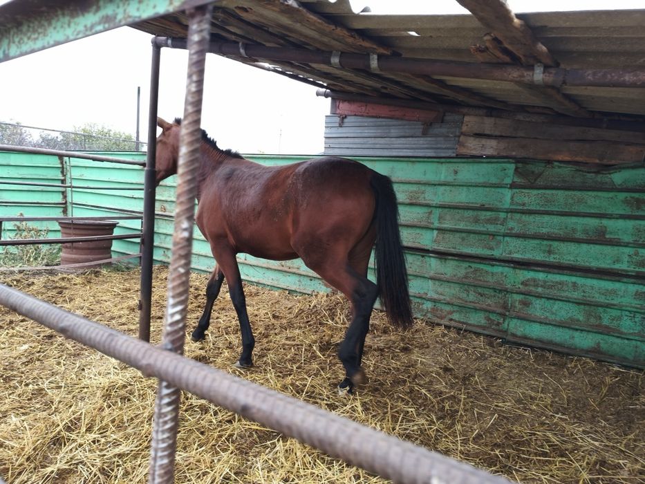 Продам тай с откорма