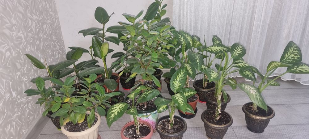 Цветы домашние 5-видов От 3000 тг. До 30000тг.