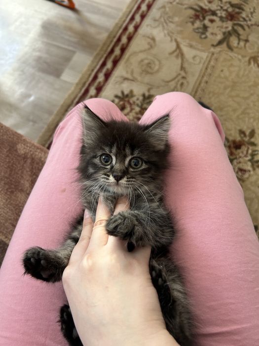 Котенок Сибирский