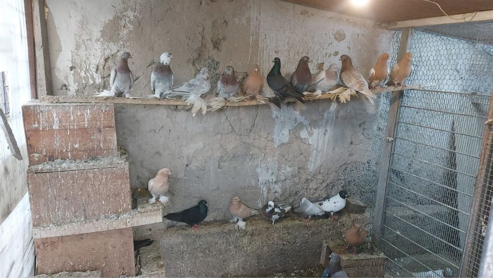 Продам лысых,лохмоногих голубей