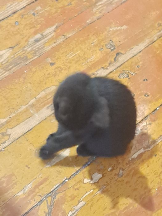 Чёрный катёнок, мальчик =)