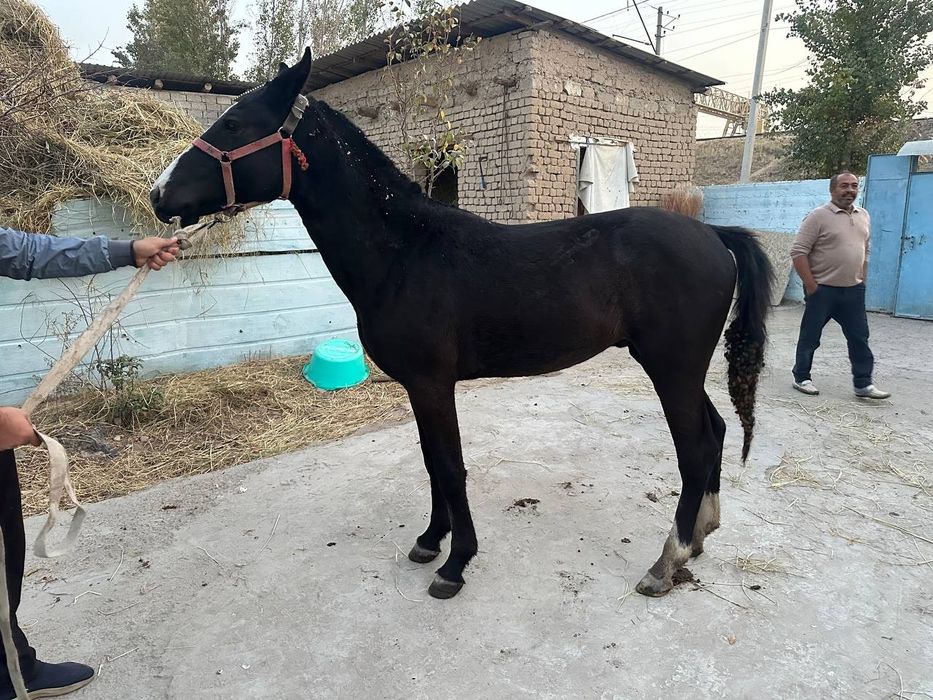 Лошадь Айгыр 1,5 года