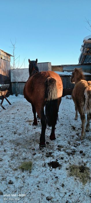 Продам  кобылу полутяж