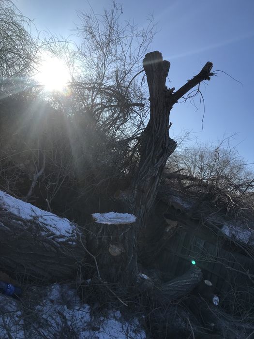 Продам дрова карагач