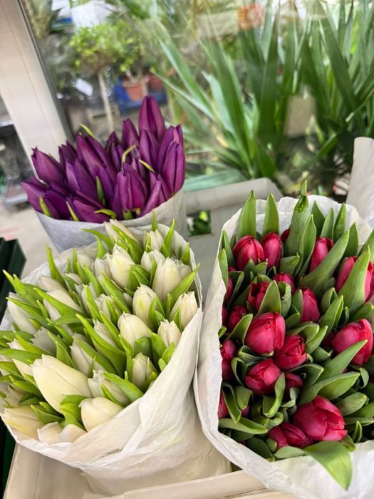Тюльпаны оптом голландские