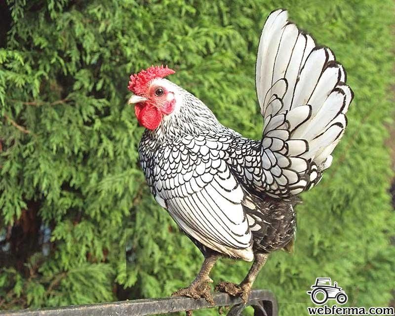 Sibrayt uch xil rangidan bor aralah lekin 1 xoroz 3-4 makyon Surxondar