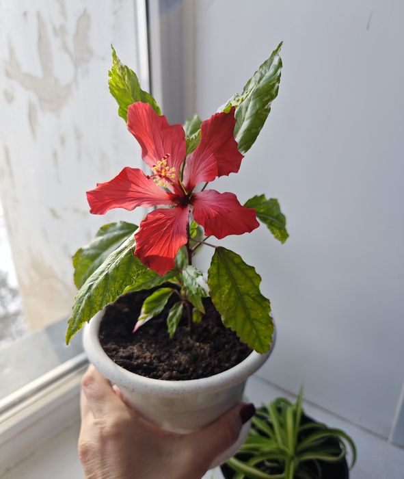 Комнатные цветы разные от 1500