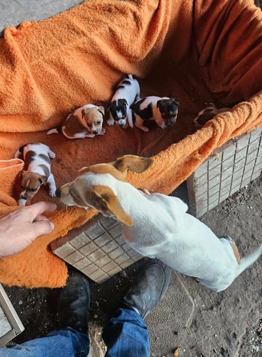 Джак ръсел на 90дни