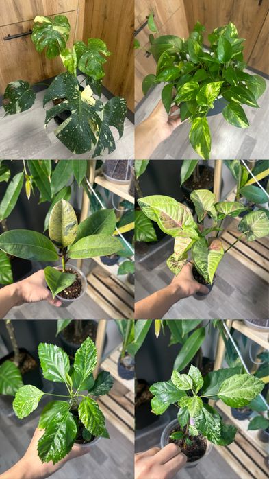 Редкие комнатные растения