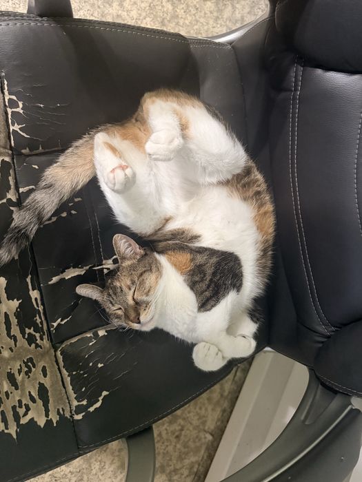 Млада котка търси дом