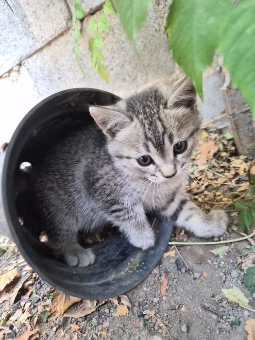 Котята бесплатно милые котики