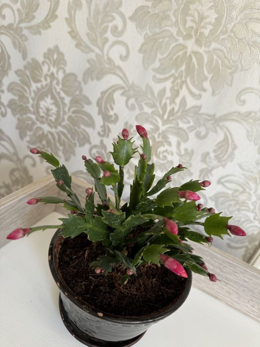 Шлюмбергера (декабрист)