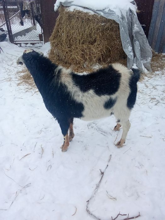 Продам. Козёл . 30тыс . 100тыс.