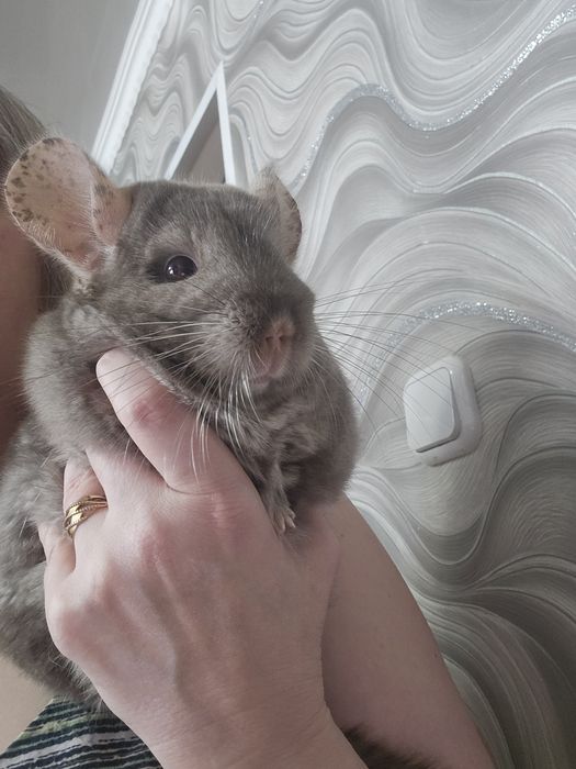 Продам пару щиншилл