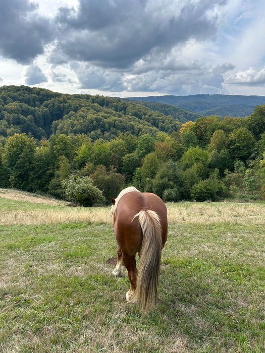 Vând harmasar de 7 ani