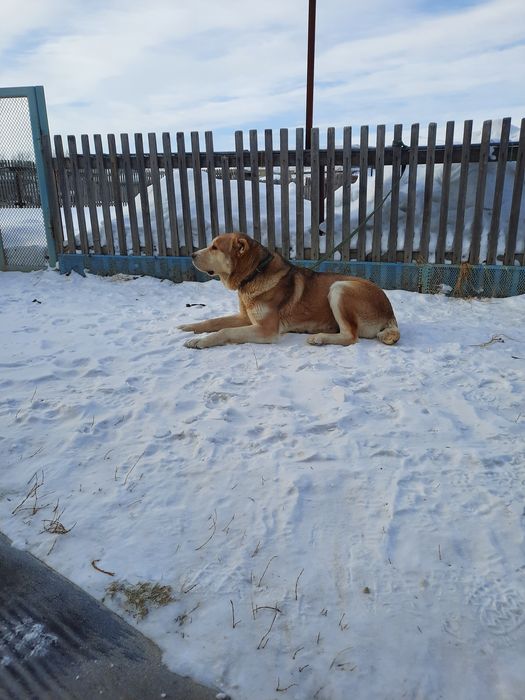 Продам суку 2года