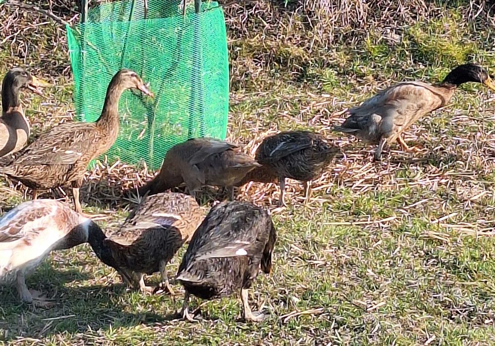 Oua de incubat Rate Indiene