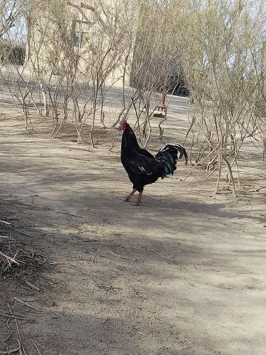 Кара кораз сатилади