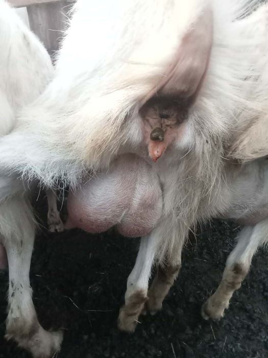 Vând capre comuna boțești județul vaslui  .(0769896340)
