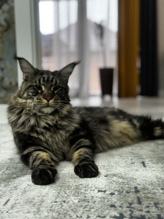Отдадим кота продистого