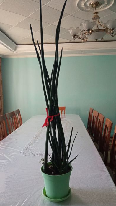 Комнатные цветы лёгких уход