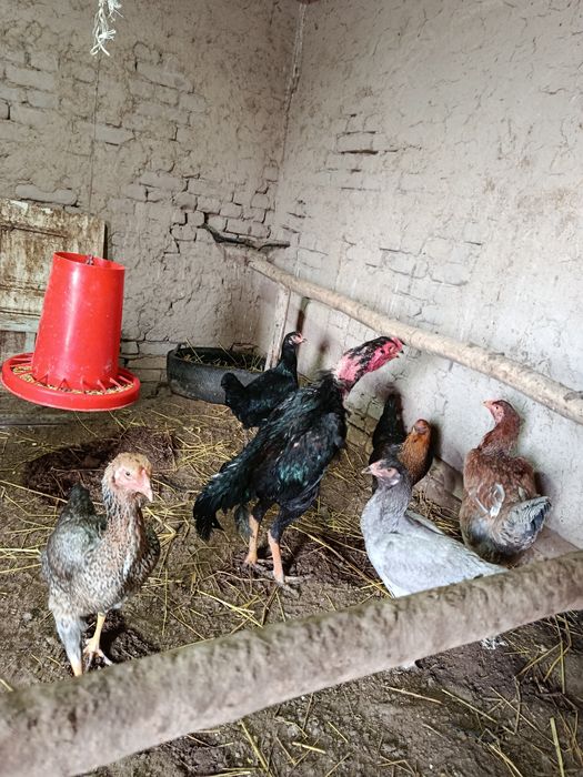 Qora shaxzoda va kulangi jujalar