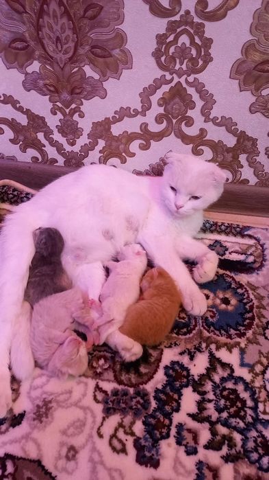 Mishuklar sotiladi zotli