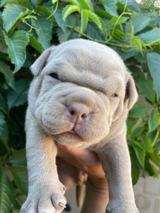 Американский булли