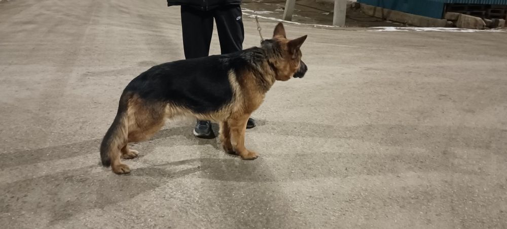 Кобель немецкой овчарка для вязки