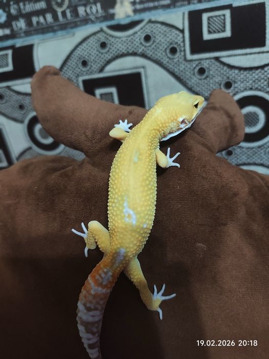 Эублефар +террариум