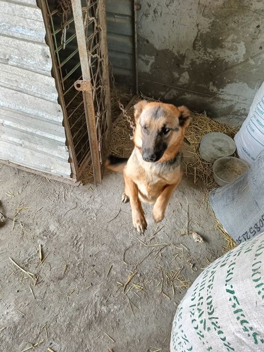 Faqad pulga almashtirish yoq