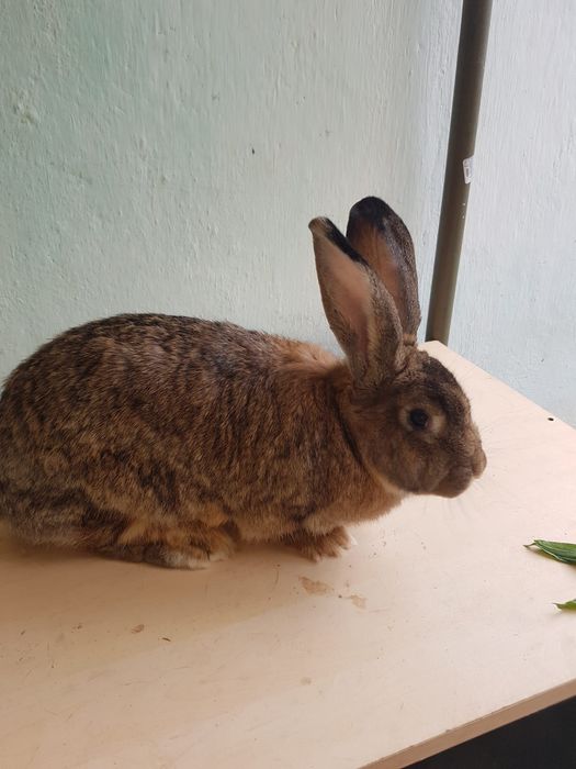 De vânzare URGENT Iepuri (femele) care au fătat între 8-12 pui