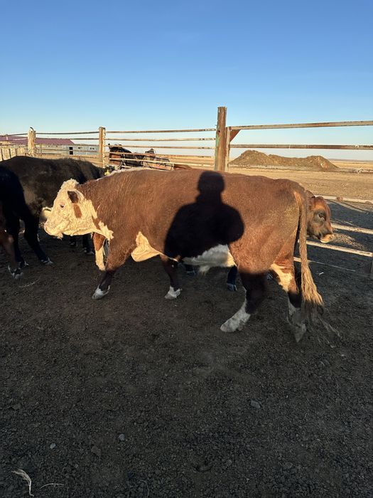 3 жасар бука сатылады