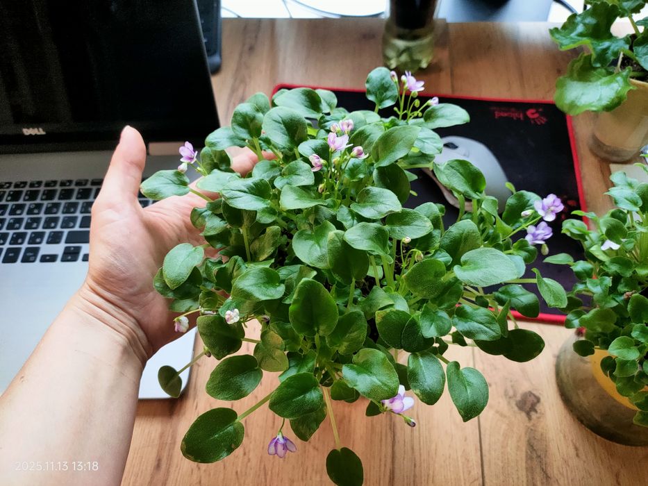 Сортовые фиалки сенполии