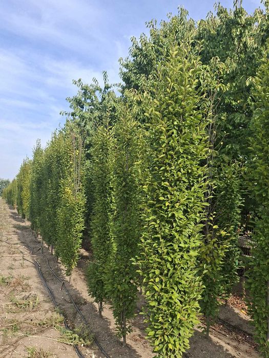Cărpiniță / Carpinus Betulus Columnaris (Carpen Columnar)